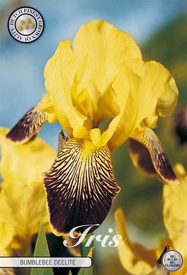 Iris Germanica Buble Deelite (Nyhet) 1-pack - Svedberga Plantskola AB - Köp växter Online med hemleverans.