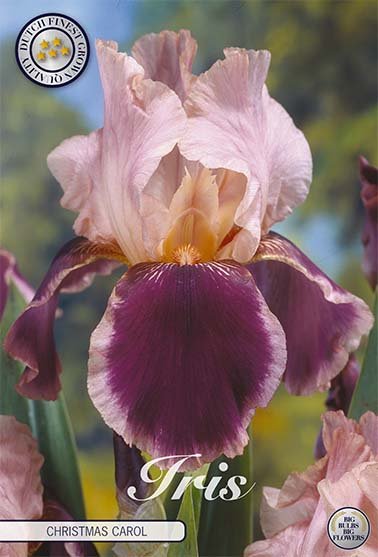 Iris Germanica Christmas Carol (Nyhet) 1-pack - Svedberga Plantskola AB - Köp växter Online med hemleverans.