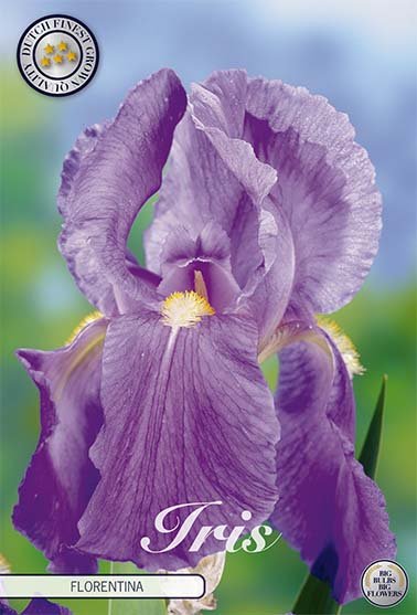 Iris Germanica Florentina (Nyhet) 1-pack - Svedberga Plantskola AB - Köp växter Online med hemleverans.