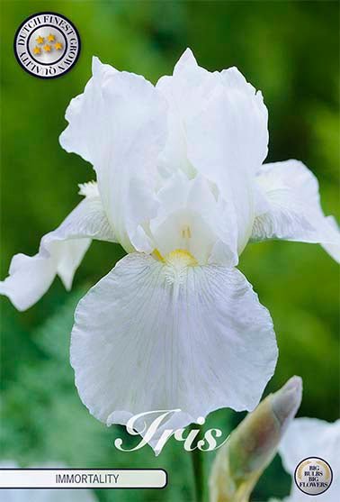 Iris Germanica Immortality (Nyhet) 3-pack - Svedberga Plantskola AB - Köp växter Online med hemleverans.