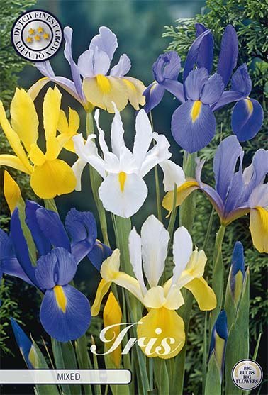 Iris Hollandica Mixed 10 -pack - Svedberga Plantskola AB - Köp växter Online med hemleverans.