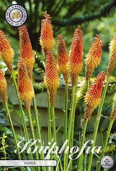 Kniphofia Uvaria 1-pack - Svedberga Plantskola AB - Köp växter Online med hemleverans.