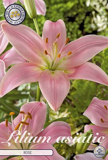 Lilja Asiatic Rose 2-pack - Svedberga Plantskola AB - Köp växter Online med hemleverans.