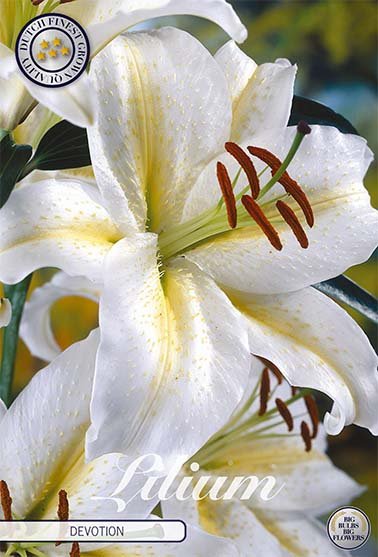 Lilja Devotion 2-pack - Svedberga Plantskola AB - Köp växter Online med hemleverans.