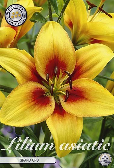 Lilja Grand Cru 2-pack - Svedberga Plantskola AB - Köp växter Online med hemleverans.