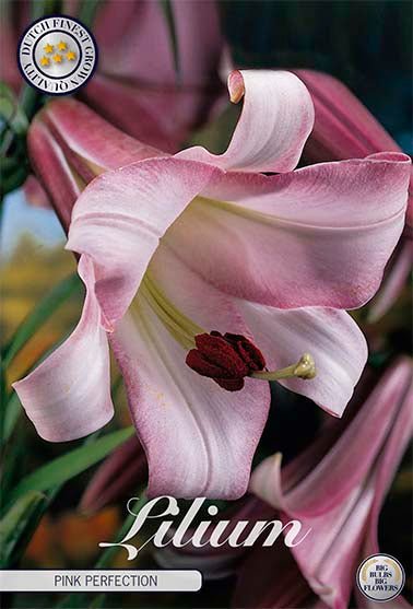 Lilja Pink Perfection 2-pack - Svedberga Plantskola AB - Köp växter Online med hemleverans.