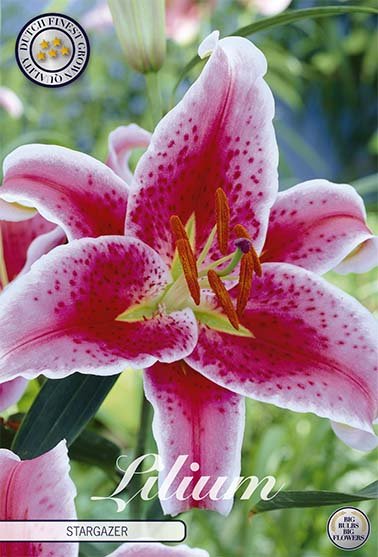Lilja Stargazer 2-pack - Svedberga Plantskola AB - Köp växter Online med hemleverans.