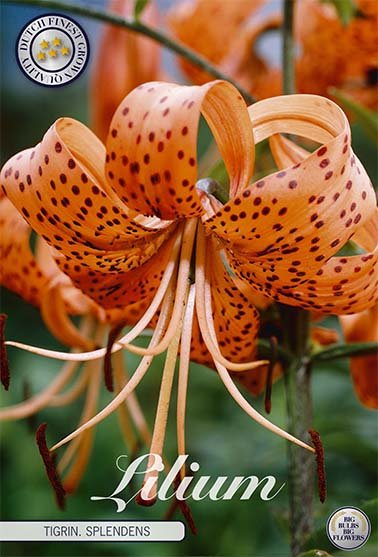 Lilja Tigriin. Splendens 2-pack - Svedberga Plantskola AB - Köp växter Online med hemleverans.