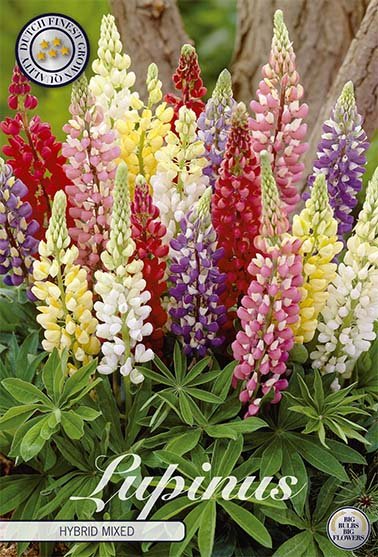 Lupinus Hybrid Mixed 3-pack - Svedberga Plantskola AB - Köp växter Online med hemleverans.