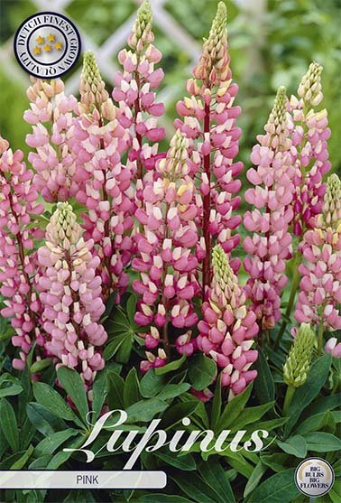 Lupinus Pink 1-pack - Svedberga Plantskola AB - Köp växter Online med hemleverans.