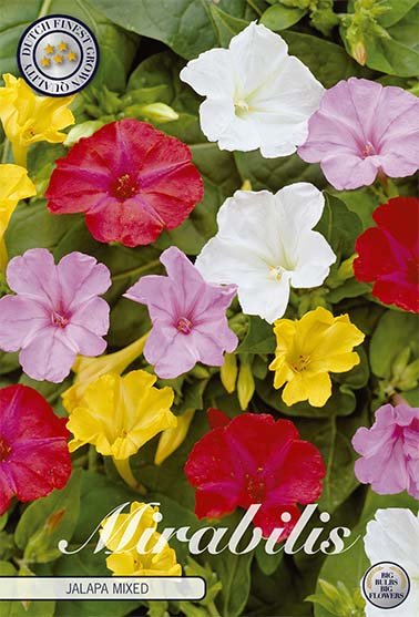 Mirabillis Jalapa Mixed 3-pack - Svedberga Plantskola AB - Köp växter Online med hemleverans.