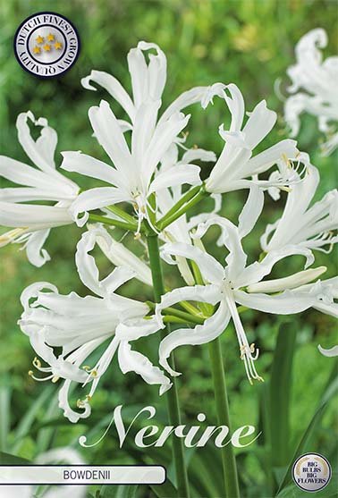 Nerine Bowdenii 2 -pack - Svedberga Plantskola AB - Köp växter Online med hemleverans.