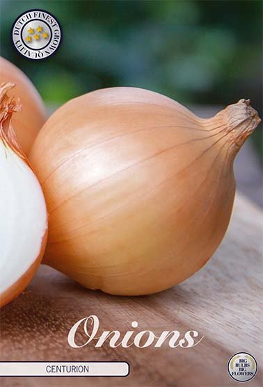 Onion Centurion 250 g - Svedberga Plantskola AB - Köp växter Online med hemleverans.