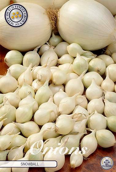 Onion Snowball 250 g - Svedberga Plantskola AB - Köp växter Online med hemleverans.