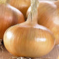 Onion Sturon 250 g - Svedberga Plantskola AB - Köp växter Online med hemleverans.
