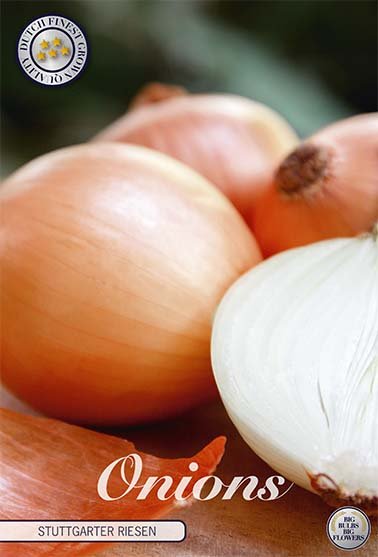 Onion Stutgarten Rieser 250 g - Svedberga Plantskola AB - Köp växter Online med hemleverans.