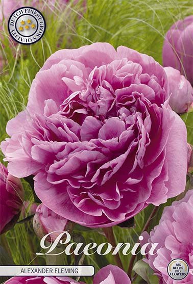 Paeonia Alexander Fleming (Nyhet) 1-pack - Svedberga Plantskola AB - Köp växter Online med hemleverans.