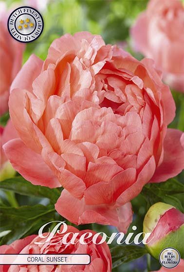 Paeonia Coral Sunset (Nyhet) 1-pack - Svedberga Plantskola AB - Köp växter Online med hemleverans.