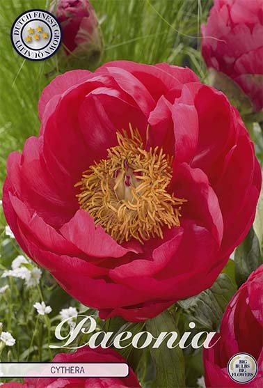 Paeonia Cytherea (Nyhet) 1-pack - Svedberga Plantskola AB - Köp växter Online med hemleverans.