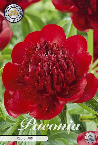 Paeonia Gardenia (Nyhet) 1-pack - Svedberga Plantskola AB - Köp växter Online med hemleverans.