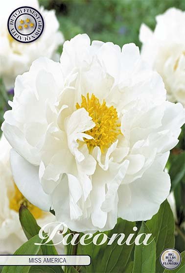 Paeonia Gilbert Barthelot (Nyhet) 1-pack - Svedberga Plantskola AB - Köp växter Online med hemleverans.