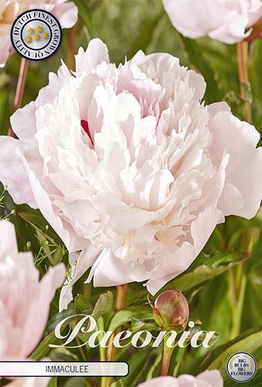 Paeonia Immaculee (Nyhet) 1-pack - Svedberga Plantskola AB - Köp växter Online med hemleverans.