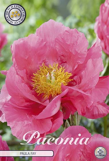 Paeonia Jacorma (Nyhet) 1-pack - Svedberga Plantskola AB - Köp växter Online med hemleverans.