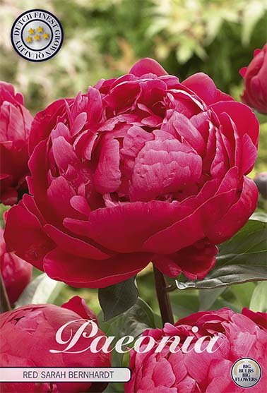 Paeonia Jadwiga (Nyhet) 1-pack - Svedberga Plantskola AB - Köp växter Online med hemleverans.