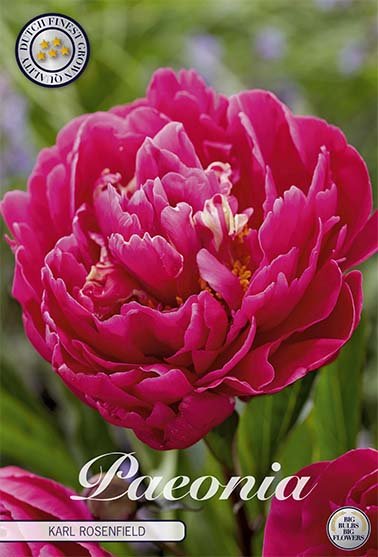 Paeonia Karl Rosenfield (Nyhet) 1-pack - Svedberga Plantskola AB - Köp växter Online med hemleverans.