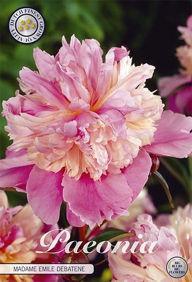 Paeonia Mme Emile Debatain (Nyhet) 1-pack - Svedberga Plantskola AB - Köp växter Online med hemleverans.