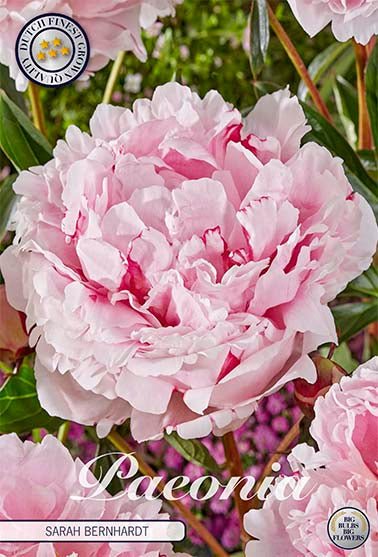 Paeonia Sarah Bernhardt (Nyhet) 1-pack - Svedberga Plantskola AB - Köp växter Online med hemleverans.