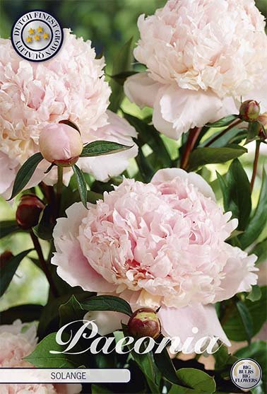 Paeonia Solange (Nyhet) 1-pack - Svedberga Plantskola AB - Köp växter Online med hemleverans.