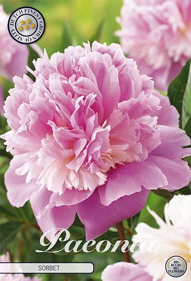 Paeonia Sorbet (Nyhet) 1-pack - Svedberga Plantskola AB - Köp växter Online med hemleverans.