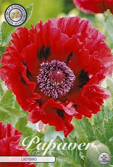 Papaver Ladybird 1-pack - Svedberga Plantskola AB - Köp växter Online med hemleverans.