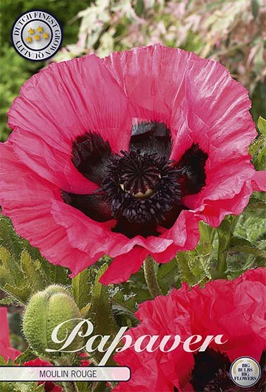 Papaver Moulin Rouge 1-pack - Svedberga Plantskola AB - Köp växter Online med hemleverans.