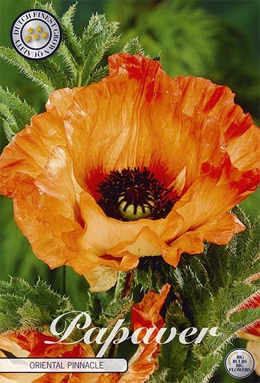 Papaver Oriental Pinnacle 1-pack - Svedberga Plantskola AB - Köp växter Online med hemleverans.