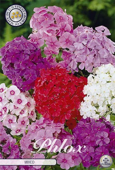 Phlox Mixed 3-pack - Svedberga Plantskola AB - Köp växter Online med hemleverans.