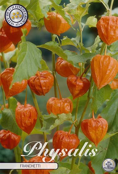 Physalis Orange 4-pack - Svedberga Plantskola AB - Köp växter Online med hemleverans.