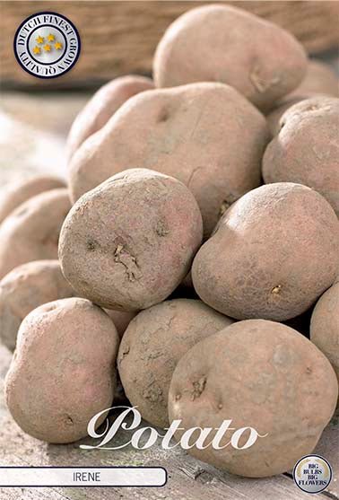 Potato Irene 10-pack - Svedberga Plantskola AB - Köp växter Online med hemleverans.