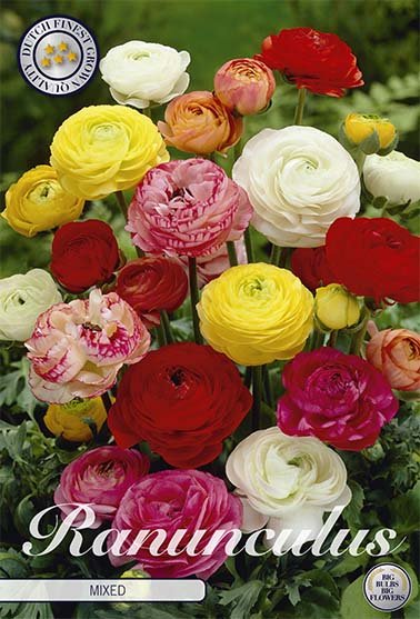 Ranunculus Mixed 10 -pack - Svedberga Plantskola AB - Köp växter Online med hemleverans.