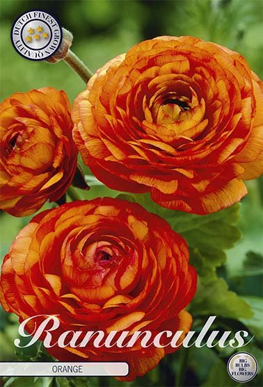 Ranunculus Orange 10 -pack - Svedberga Plantskola AB - Köp växter Online med hemleverans.
