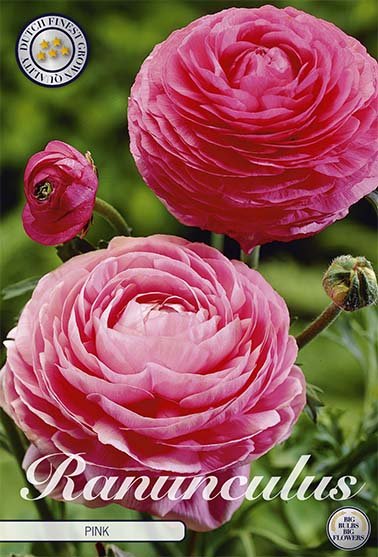 Ranunculus Pink 10 -pack - Svedberga Plantskola AB - Köp växter Online med hemleverans.