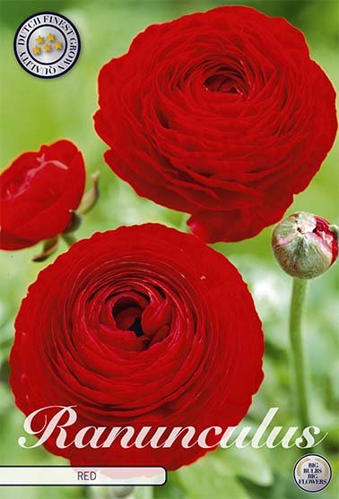 Ranunculus Red 10 -pack - Svedberga Plantskola AB - Köp växter Online med hemleverans.