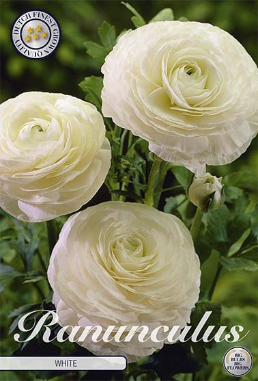 Ranunculus White 10 -pack - Svedberga Plantskola AB - Köp växter Online med hemleverans.