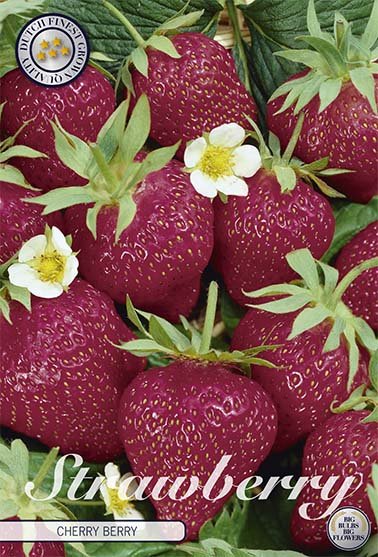 Strawberry Cherry Berry 3-pack - Svedberga Plantskola AB - Köp växter Online med hemleverans.