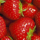 Strawberry Ostara 5-pack - Svedberga Plantskola AB - Köp växter Online med hemleverans.