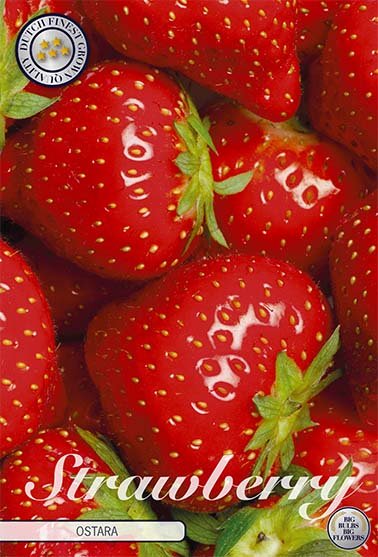 Strawberry Ostara 5-pack - Svedberga Plantskola AB - Köp växter Online med hemleverans.