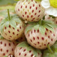 Strawberry White Pineberry 2-pack - Svedberga Plantskola AB - Köp växter Online med hemleverans.