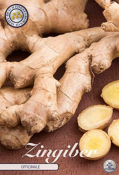 Zingiber Officinale 1-pack - Svedberga Plantskola AB - Köp växter Online med hemleverans.