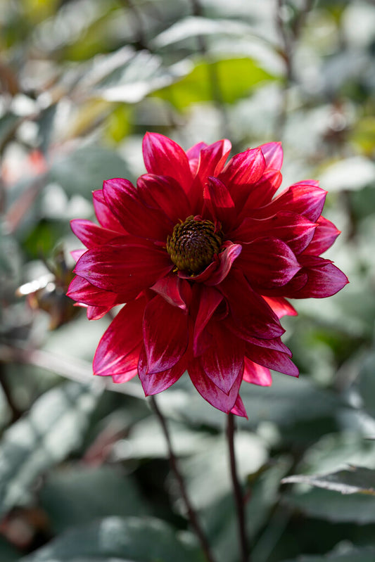 Förkultivera Dahlia